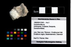 Foto (Objekt + Etikett) von Goniodromites sp.  (NHMW-GEO-1990-0041-3345)